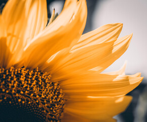 close up of sunflower