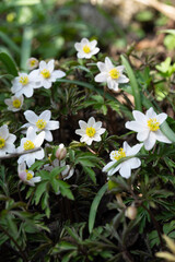 white and yellow flowers