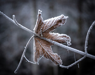 frost on the branches