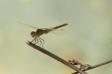 Close up of dragonfly on a branch