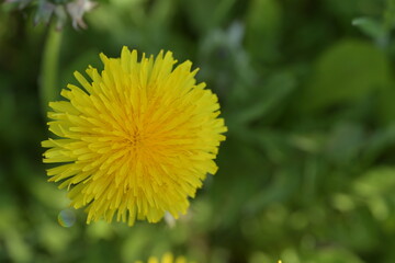 Blossom of dandelions.