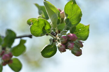 Blossom of fruity tree.