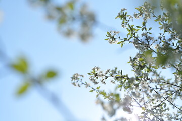 Baackground with blossom of fruity tree.
