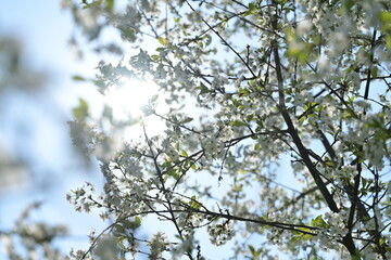 Baackground with blossom of fruity tree.