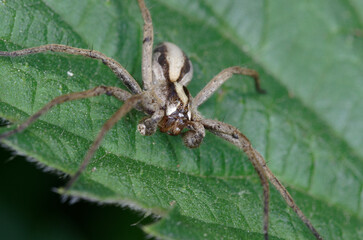 Un mâle de la Pisaure admirable sur une feuille d'ortie (Pisaura mirabilis)