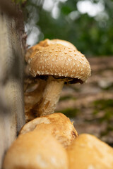mushroom in the forest