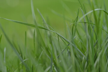 Green background with grass.