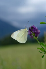 butterfly on a flower