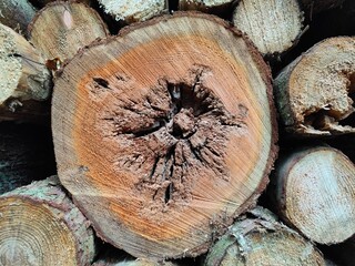 Baum mit Krankheit von innen