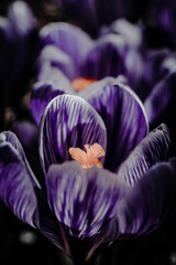 close up of a purple cabbage