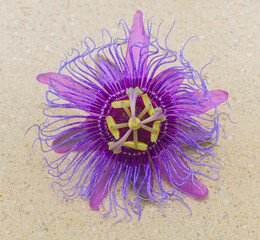 passionflower passiflora incarnata aka may pop or passion vine Isolated cutout on tan or beige...