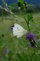 butterfly on a flower