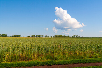 At the edge of a field of grain crops. A whimsical cloud over a green field of cereal crops. Beautiful summer blue sky with a big white cloud.