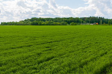 Cereal crop field in early summer. The truck speeds along the edge of the green field. Agricultural field with forest on the outskirts.
