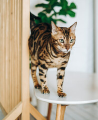 Bengal cat jumped on the table. Love for pets.