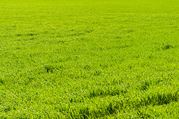 Obraz na płótnie Canvas Brightly lit grass. Natural green background from young seedlings of cereals.