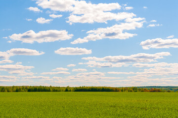 Сельскохозяйственный ландшафт в начале лета. Beautiful high blue sky with clouds over a green field.