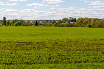 Shoots of spring wheat on the field. Farmland extends to the forest. A village is visible behind...