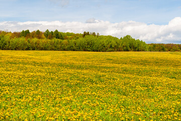 Obraz premium Spring-summer landscape. A large yellow field of blooming dandelions with a spring forest in the distance.