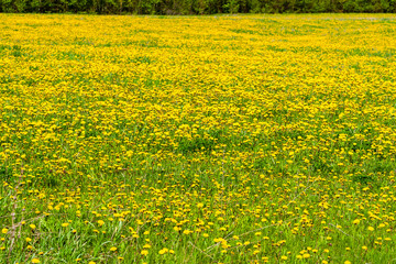 Fototapeta premium A beautiful yellow field of profusely blooming dandelions. Summer field of blooming dandelions.