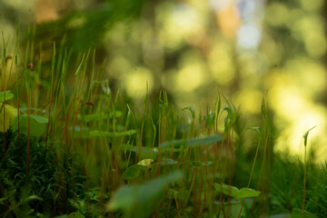 grass in the morning