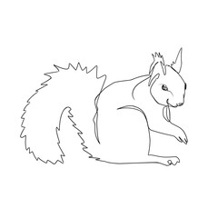 Squirrel vector illustration in line art style