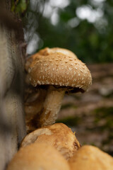 mushroom in the forest