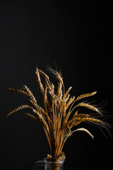 Ears ripe wheat black background.