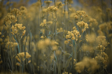 flowers in the field