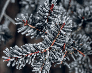 christmas branches