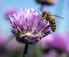 bee on a flower