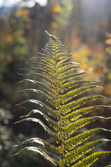 fern in autumn
