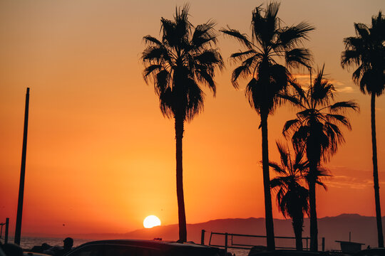 sunset in Venice beach w palmtrees