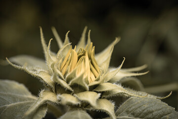 close up of cactus