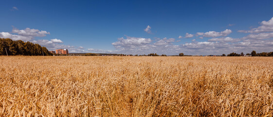 Fototapeta premium Ears of golden wheat field. Beautiful rural harvest background sunlight with blue sky, down view