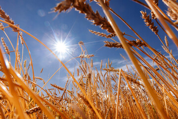 Fototapeta premium Background ripe golden wheat field with blue sky sunlight summer day, wide view