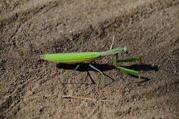 Insect green mantis in natural conditions on the background of natural sand.