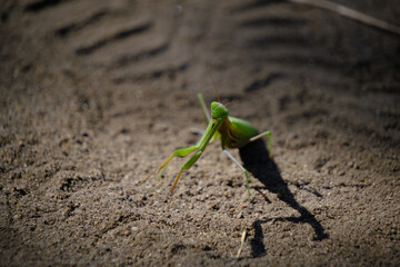 Gaze and eyes,green mantis insect in natural conditions against background sand.