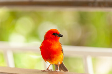 Fototapeta na wymiar The Madagascar Weaver - A male in bright red plumage.