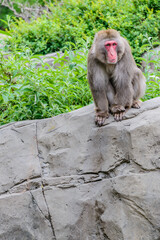 japanese macaque sitting on the ground