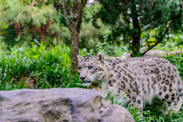 Fototapeta na wymiar snow leopard in tree at the zoo