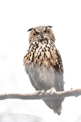horned owl