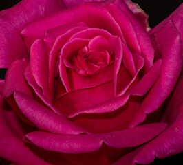 Awesome macro photography from village Kralev dol, Bulgaria