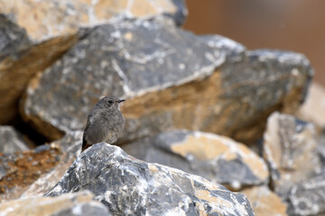 junger Hausrotschwanz (Phoenicurus ochruros) - young Black redstart