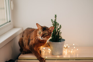 Beautiful red somali cat near the christmas home decoration with garland lights near the window...