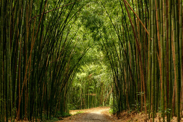 Pathfoot in a bamboo forest