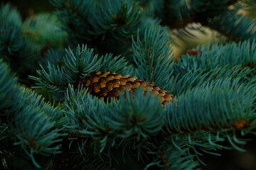Background with branch blue spruce and cone lying it.