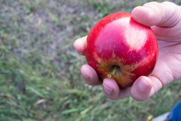Red ripe apple in the man's hand on the green grass background. Summer, autumn harvesting season. Local fruits, organic farming. Top view