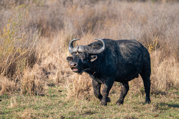 Cape buffalo bull, photographed in South Africa.