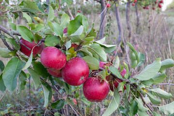 Red ripe apples on tree branch in the garden. Summer, autumn harvesting season. Local fruits, organic farming. Apple trees in fruit orchard against blue sky